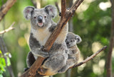 KOALA 2020 - The Wild Showcase