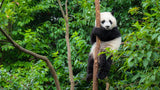 PANDA - THE WILD SHOWCASE