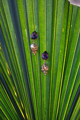 AMETHYST GRAPE EARRING - THE WILD SHOWCASE