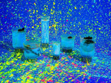 Ninfa Old Fashioned Glass - THE WILD SHOWCASE