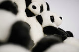 PANDA - THE WILD SHOWCASE
