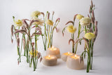 Vaina Candle Set - THE WILD SHOWCASE